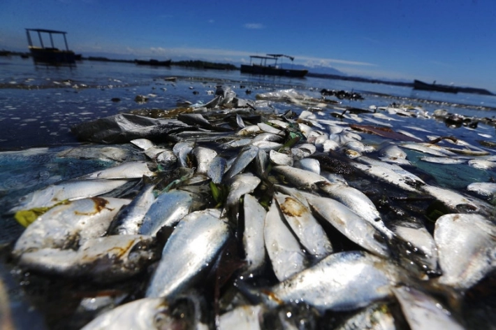 В Запорожской области десятки рыб погибли в водохранилище