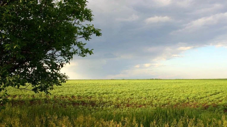 Найбільше сільгоспугідь купують на Полтавщині та Вінниччині