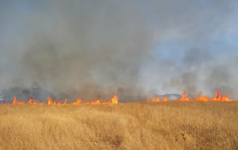 В Запорожской области сгорело большое поле пшеницы