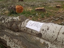 В Мелитополе на спиленных деревьях кто-то наклеивает листы с надписями «убийцы»