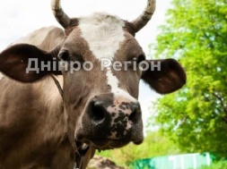 На Дніпропетровщині закривається остання молочнотоварна ферма