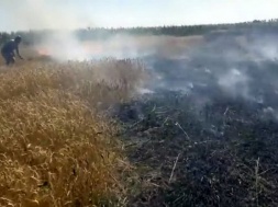 На Запоріжжі фермеру спалили поле пшениці