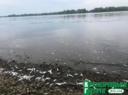 Массовый мор рыбы в Кременчуге - ПОДБОРКА НОВОСТЕЙ