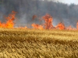 Запорізькі рятувальники гасили величезну пожежу: згоріло 15 Га пшеничного поля
