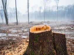 Киев. На Запад фурами продолжают вывозить лес, но кроме него вывозят ещё и украинские чернозёмы