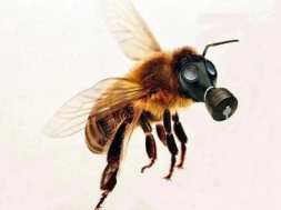 Бджолярі запрошують дніпрян долучитися до акції щодо заборони важких пестицидів