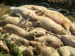 В Обуховском районе обнаружили дохлых свиней, поражённых АЧС