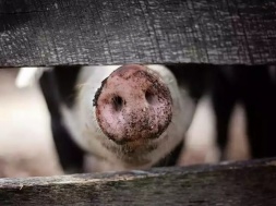 Африканская чума косит свиней в Запорожской области