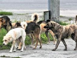Жители Запорожья напали на местную зоозащитницу за помощь бродячим собакам