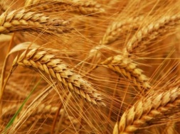 На Дніпропетровщині фермери втратили 30% врожаю зернових
