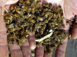 На Сумщине после химической обработки полей снова гибнут пчелы