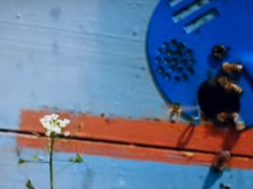 На Полтавщині масово гинуть бджоли