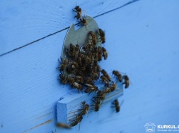 Пасічники Полтавщини пообіцяли спалити поля фермерам за померлих бджіл