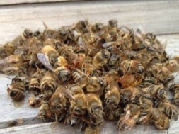 В Днепропетровской области зафиксирована массовая гибель пчел: подробности