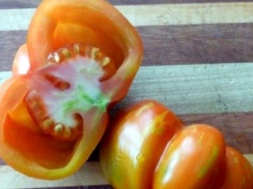 Фермери Полтавщини зазнають краху: на полях не дозрівають томати