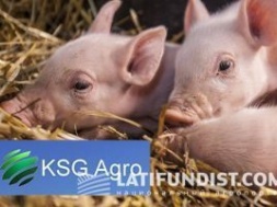 Агрохолдинг KSG Agro за підсумками вересня збільшив обсяг продажів свинини на 10%