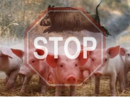 В Запорожской области в зону надзора по африканской чуме свиней попало 24 населенных пункта