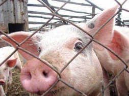 В Запорожской области люди борются с незаконной свинофермой – хозяин грозит им расправой