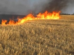 На Дніпропетровщині фермер знищив сусіду 43 гектари пшениці