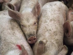 Вспышка чумы свиней в Днепропетровской области: объявлен карантин