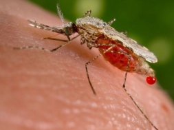 Малярія та лептоспіроз: Які рідкісні захворювання виявили на Дніпропетровщині