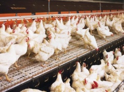 В Украине продают курятину неизвестного происхождения под маркой обанкротившихся “Гавриловских цыплят“
