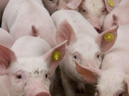 В Запорожской области произошла вспышка африканской чумы свиней