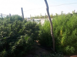 СБУ разоблачила наркодилеров, которые выращивали марихуану для всей Запорожской области