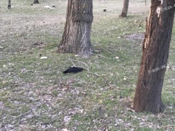 В Запорожской области в парке обнаружили сотни мертвых птиц