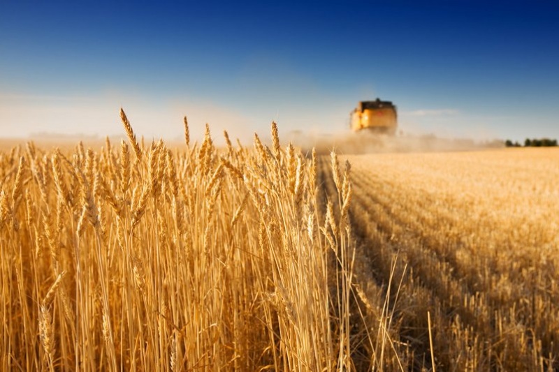 Будет ли Запорожская область с хлебом: как кризисная ситуация в стране сказалась на фермерских хозяйствах?