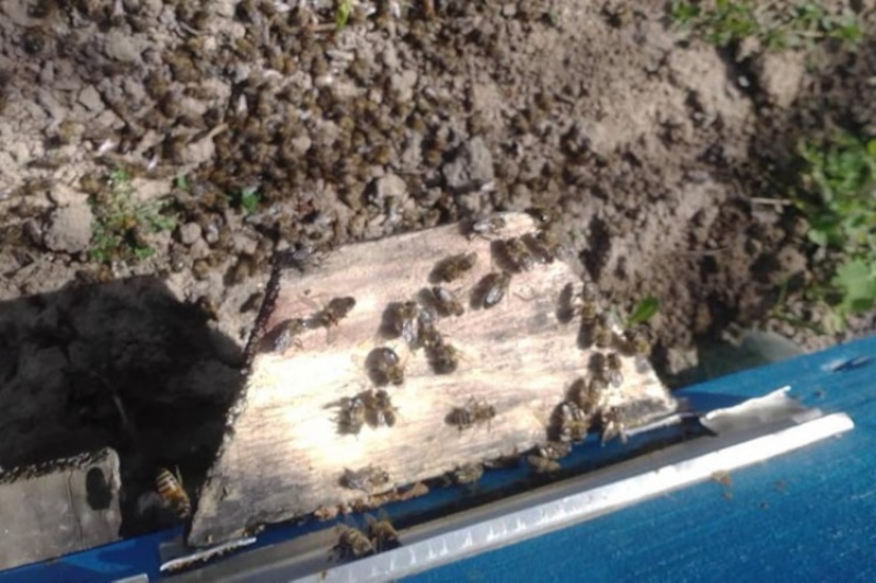 У двох районах Сумщини повідомляють про масову загибель бджіл