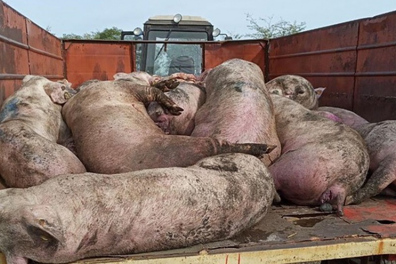 В Запорожской области сжигают 8 тысяч свиней