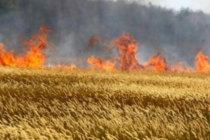 Запорізькі рятувальники гасили величезну пожежу: згоріло 15 Га пшеничного поля