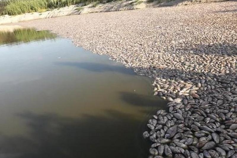 В запорожском селе в речку выбросили химикаты – погибла рыба