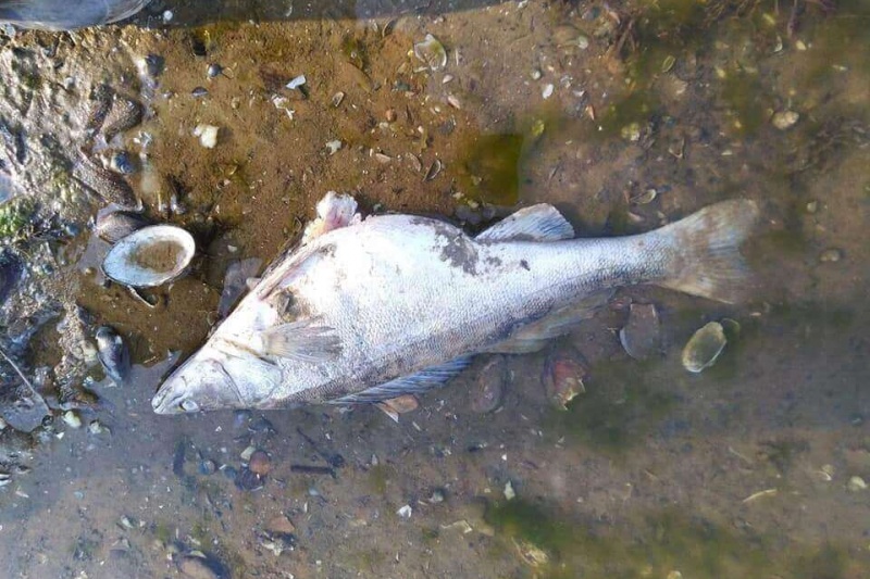У річці Сумка гине риба