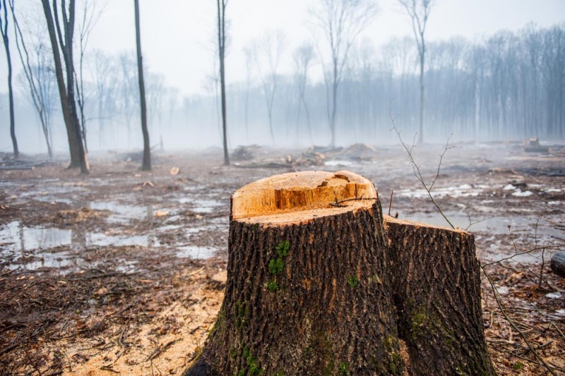 Киев. На Запад фурами продолжают вывозить лес, но кроме него вывозят ещё и украинские чернозёмы