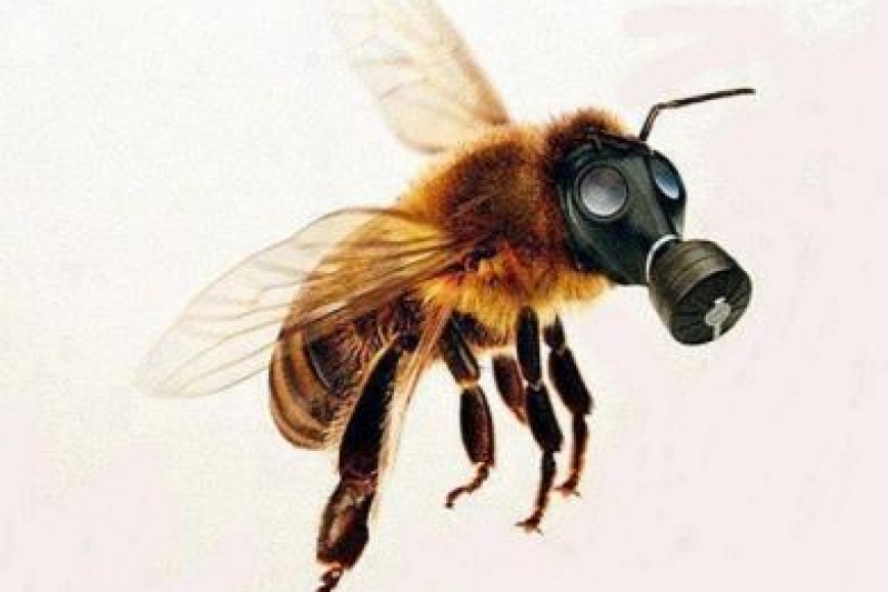 Бджолярі запрошують дніпрян долучитися до акції щодо заборони важких пестицидів