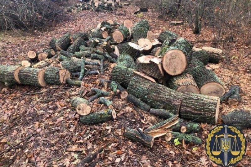 На Харьковщине массово вырубают леса