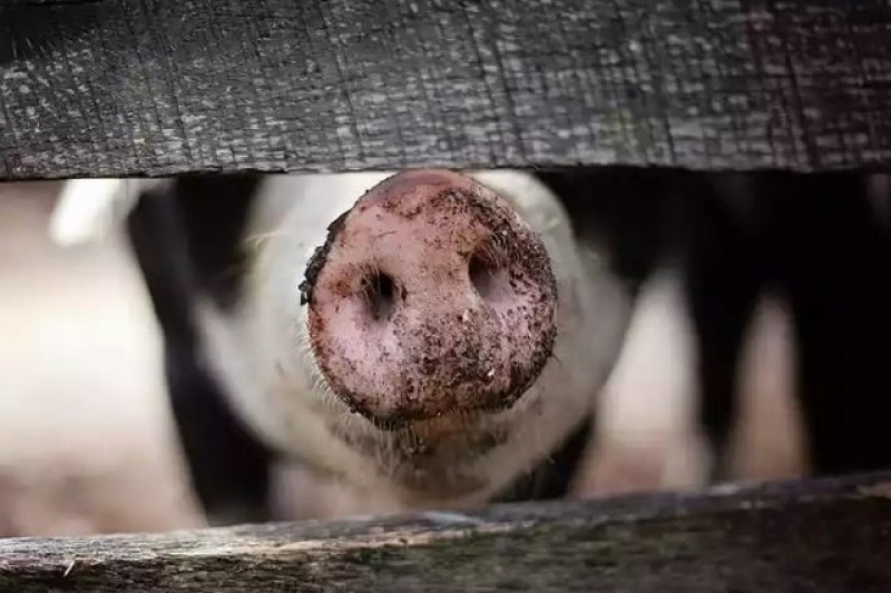 Африканская чума косит свиней в Запорожской области