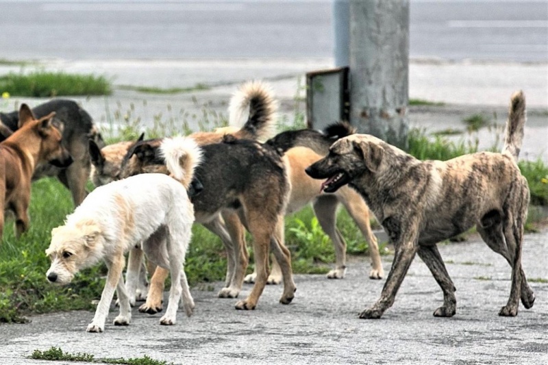 Жители Запорожья напали на местную зоозащитницу за помощь бродячим собакам