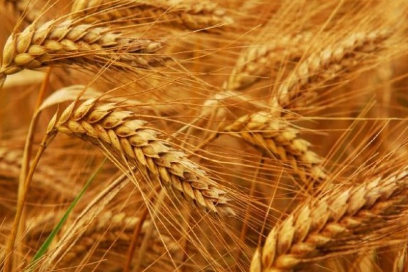 На Дніпропетровщині фермери втратили 30% врожаю зернових
