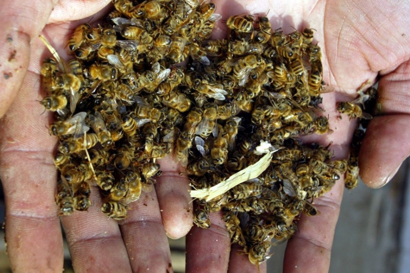 На Сумщине после химической обработки полей снова гибнут пчелы