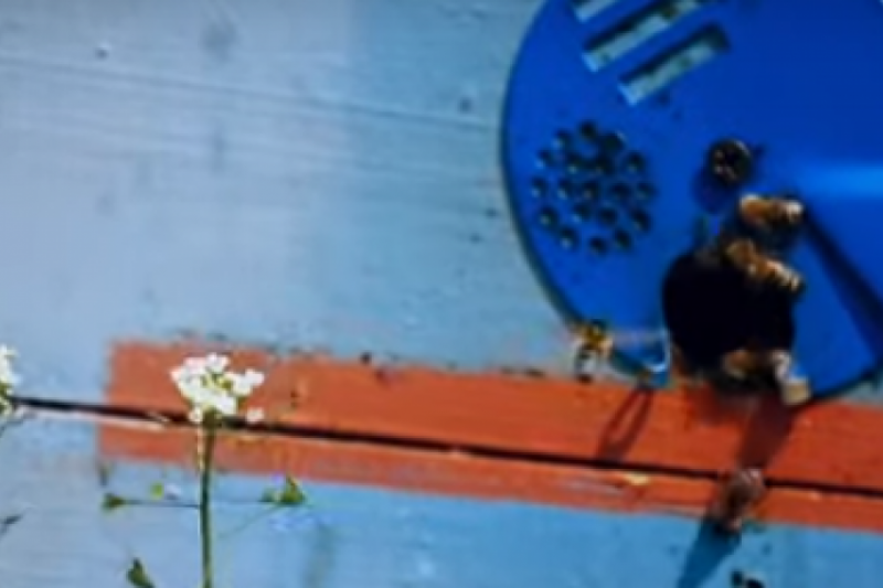 На Полтавщині масово гинуть бджоли