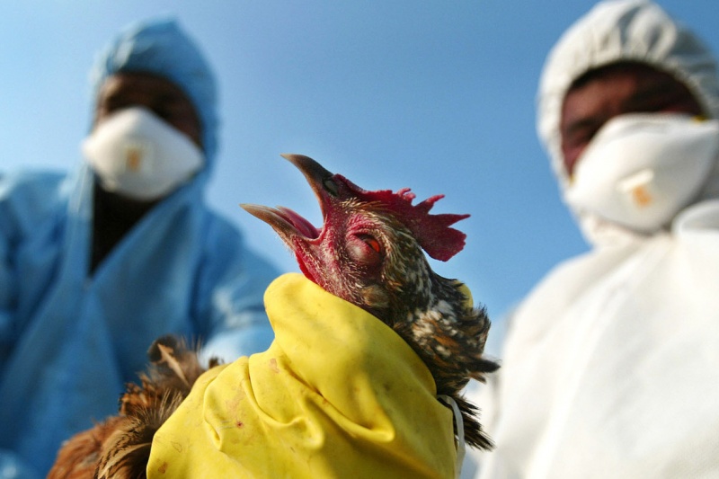 Регіони України готуються до відсічі пташиному грипу