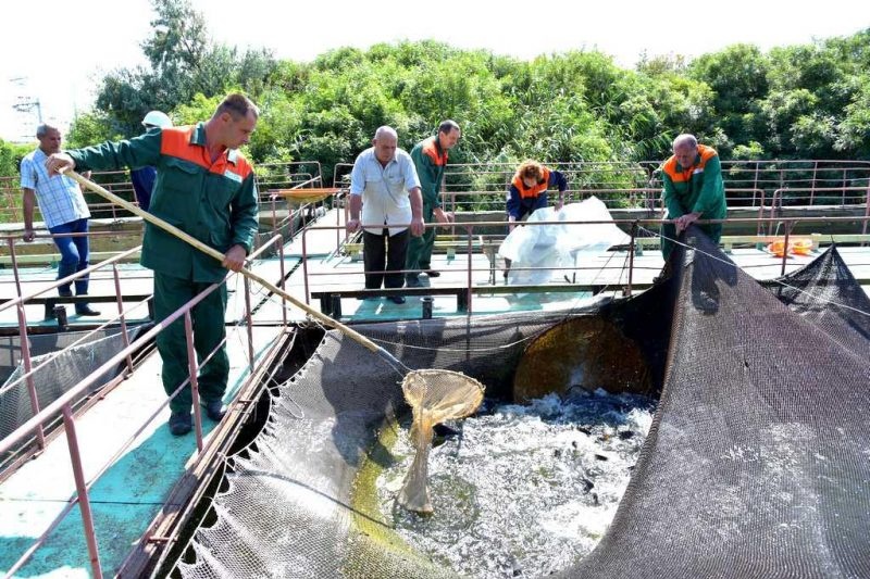 В гидротехнических сооружениях Запорожской АЭС завелись тропические моллюски