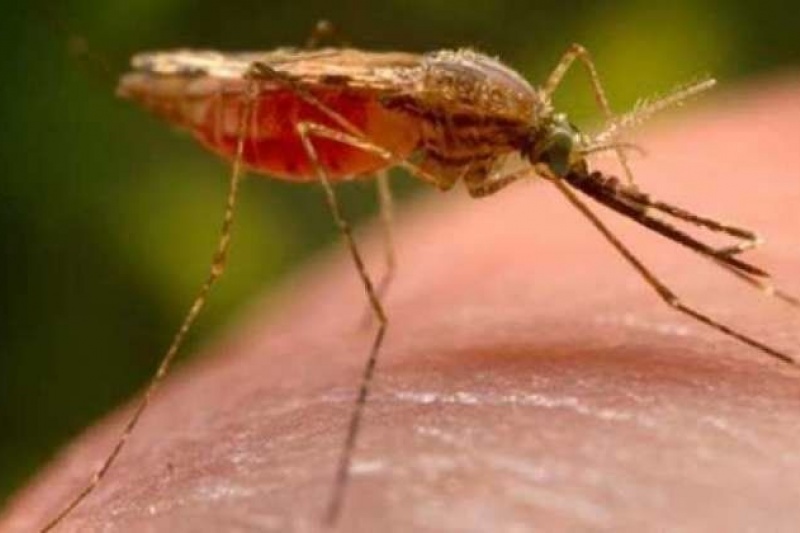 В Запорожье от тропической малярии умер мужчина, вернувшийся из Африки