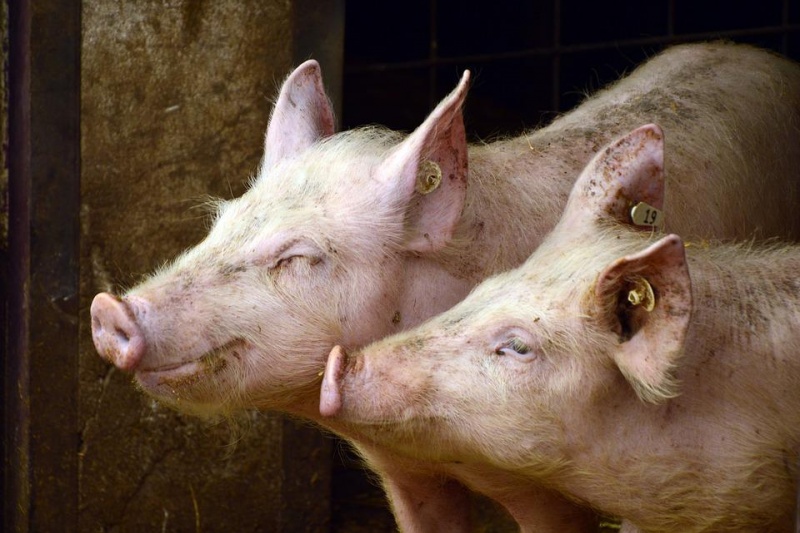 На Полтавщині встановили карантин через чуму свиней