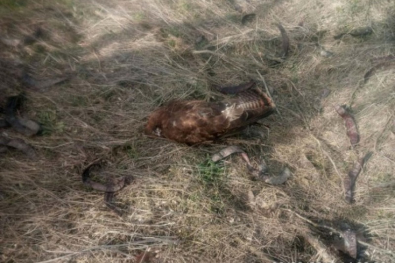Фахівці з’ясовують причини масової загибелі птахів на Запоріжжі, вбачають отруєння