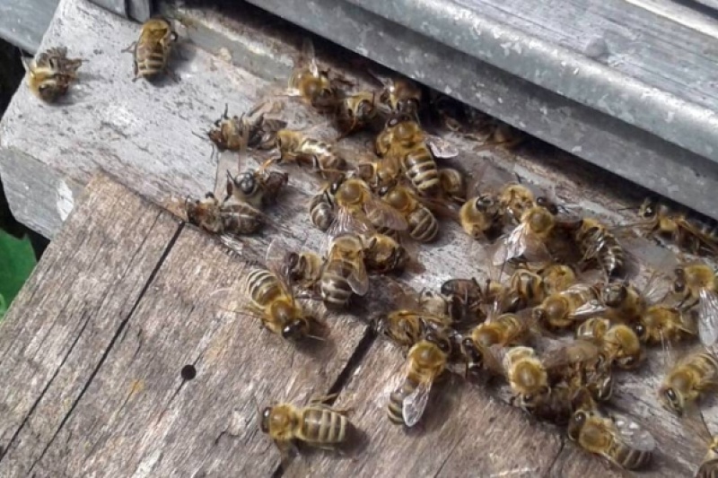 На Глухівщині за минулий сезон у домогосподарствах загинуло 879 сімей бджіл