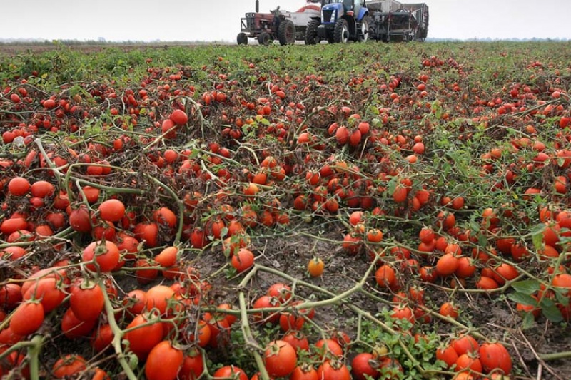 Некому собирать: на Днепропетровщине запахали поле томатов